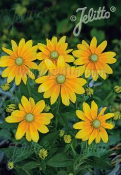 Rudbeckia (Zonnehoed)  Prairiesun